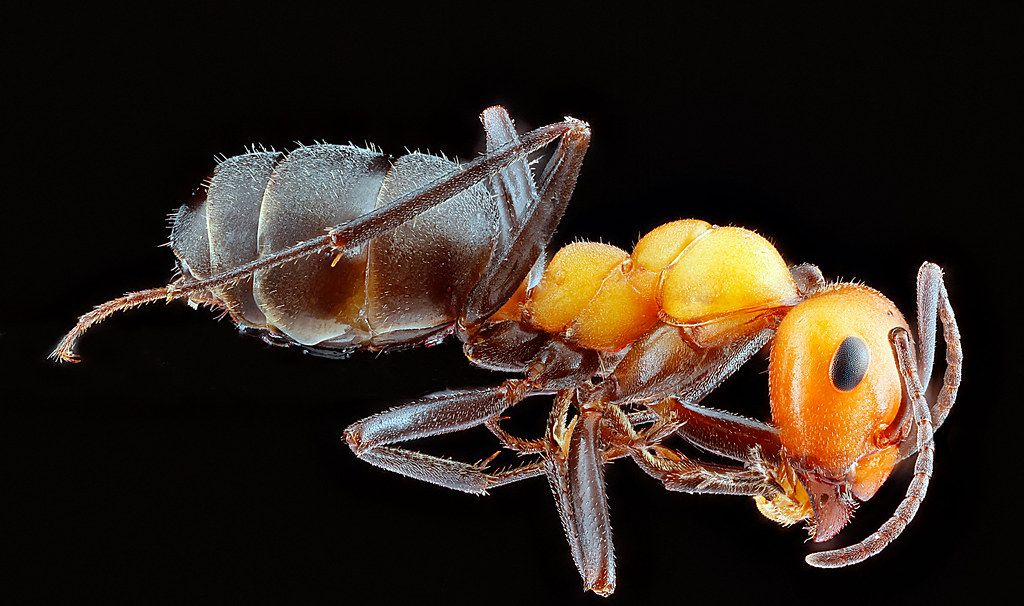 Ant Control service in San Luis Obispo, CA
