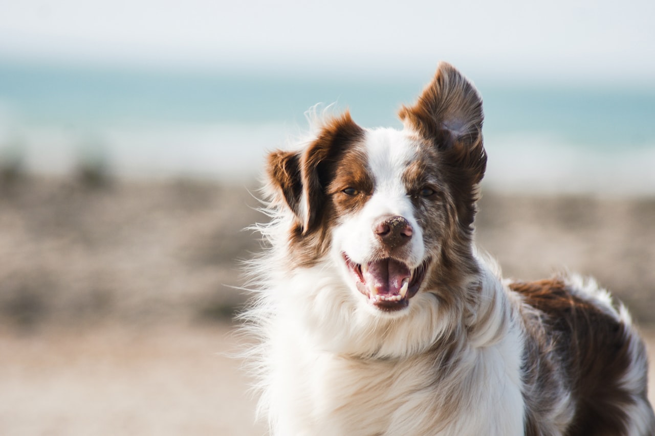 Flea & Tick Control service in San Luis Obispo, CA