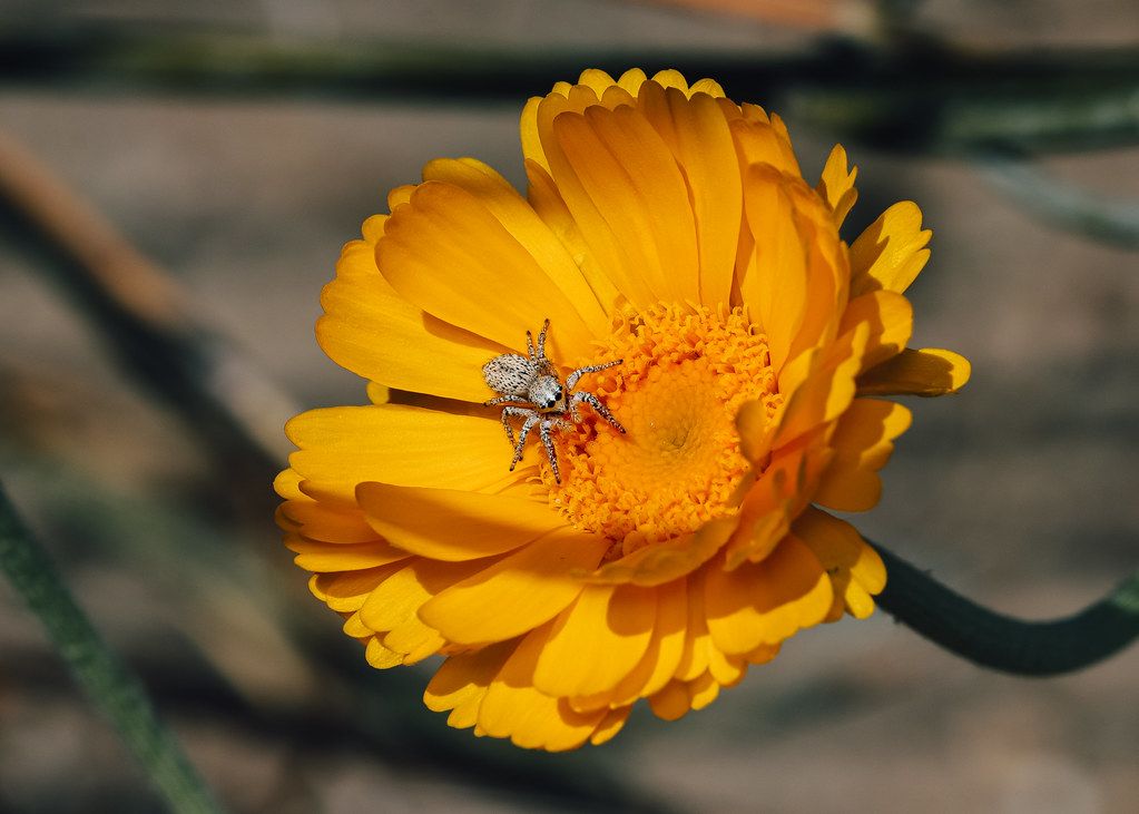 Spider Control service in San Luis Obispo, CA